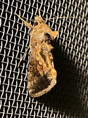 Chrysodeixis includens