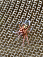 Callobius severus