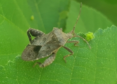 Acanthocoris sordidus