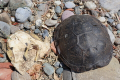 Emys orbicularis