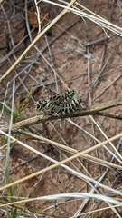Dactylotum bicolor