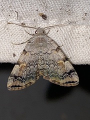 Idia americalis