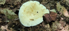 Lactifluus piperatus