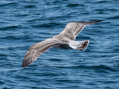 Larus marinus