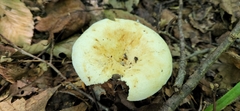 Lactifluus piperatus