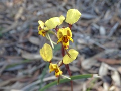 Diuris