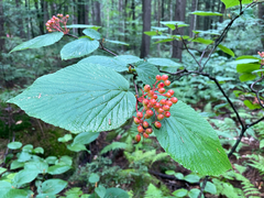 Viburnum lantanoides