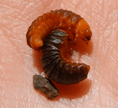Monocesta coryli