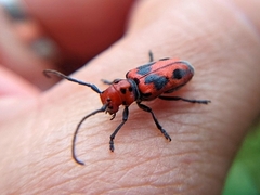 Tetraopes tetrophthalmus