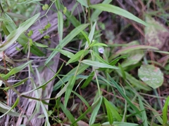 Veronica scutellata