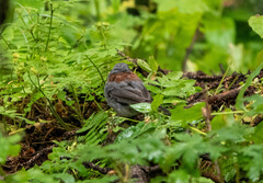 Junco hyemalis caniceps
