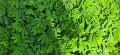 Chamaecrista