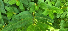 Chamaecrista