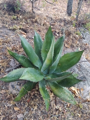 Agave bovicornuta
