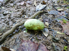 Asimina triloba