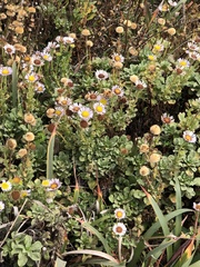Erigeron glaucus