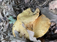 Lactarius psammicola
