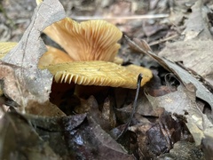 Lactarius psammicola