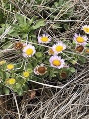 Erigeron glaucus
