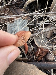 Lactarius eucalypti