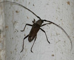 Susuacanga stigmatica