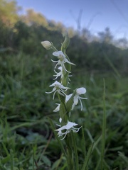 Habenaria entomantha