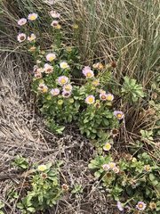Erigeron glaucus