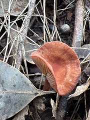 Lactarius eucalypti