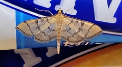 Blepharomastix ranalis
