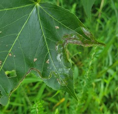 Phyllocnistis liquidambarisella