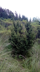Juniperus monticola monticola