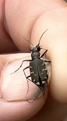 Cicindela repanda