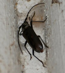 Susuacanga stigmatica