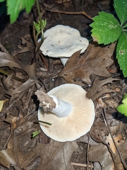 Lactifluus piperatus