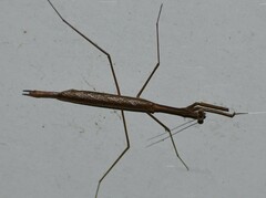 Bistanta mexicana