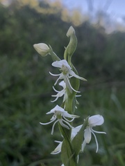 Habenaria entomantha