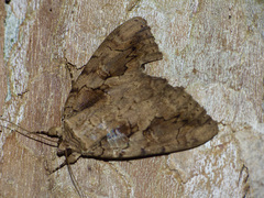 Catocala amatrix