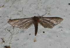 Protoproutia laredoata