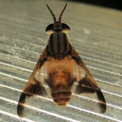 Chrysops
