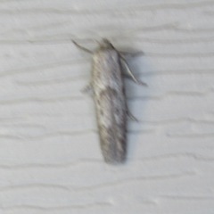 Blastobasis glandulella