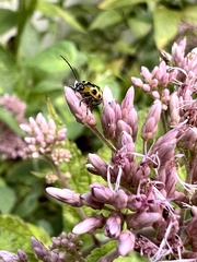 Diabrotica undecimpunctata