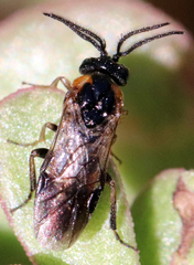 Schizocerella pilicornis