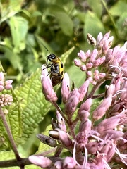 Diabrotica undecimpunctata