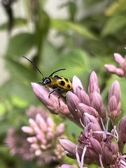 Diabrotica undecimpunctata