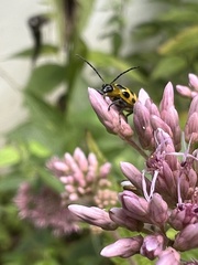 Diabrotica undecimpunctata