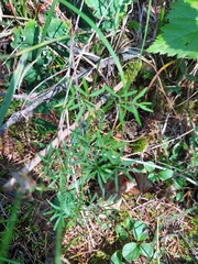 Ostericum tenuifolium