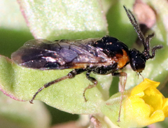 Schizocerella pilicornis