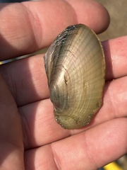 Potamilus fragilis