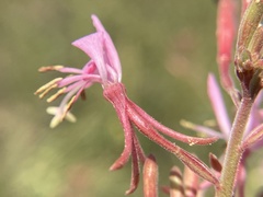 Gaura