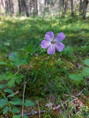 Geranium wlassovianum